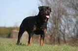 ROTTWEILER 586